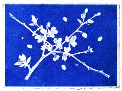 Cyanotype of cherry blossom branch with petals scattered across paper