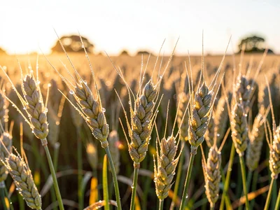 Morning dew on wheat heads catching light