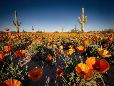 Saguaro Shadows Over Poppy Field