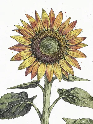 A tall sunflower seen from below looking up — petals radiating from the disc cen