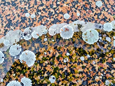 Lichen zone showing moisture gradient