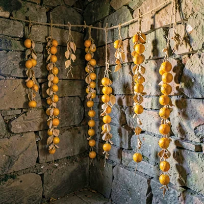 Vertical of a stone cellar corner with hanging citrus peel garlands drying