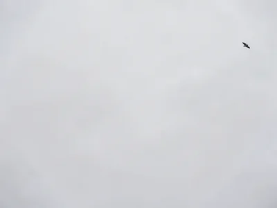 Lone bird dot in upper corner of frame filled with pale grey overcast