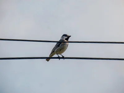 Lone bird on wire