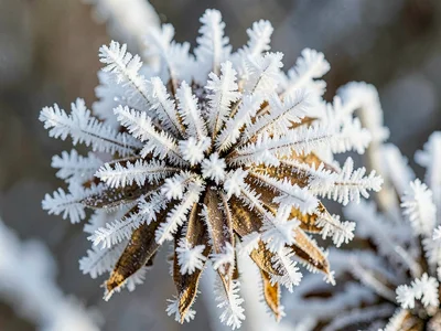 Hoarfrost on dried flower head complete coverage