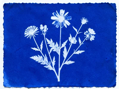 Sun-printed arrangement of campus flowers collected on graduation day