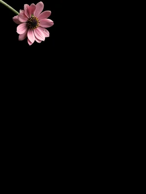 Flower at top left corner with stem going nowhere