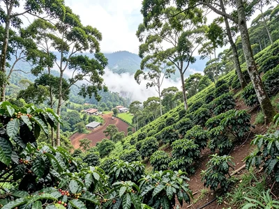 Colombian Shade-Grown Coffee Hillside Plantation Wide View