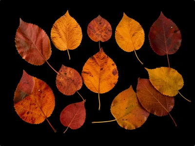 Collection of pressed autumn leaves, translucent veins visible with backlight fr