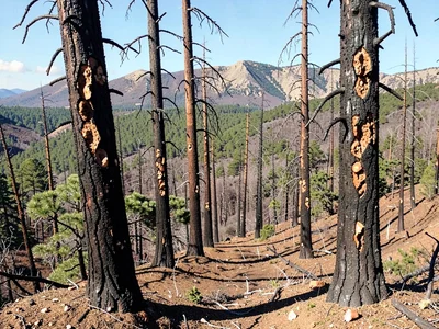 Bark beetle galleries visible on dead burned trunks