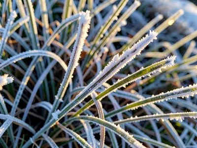 Hoarfrost needles on grass blade backlit