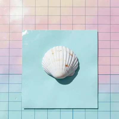 Macro overhead study of a single seashell positioned dead-center on a glossy aqu