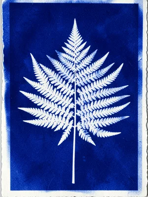 Cyanotype photogram of a large sword fern frond, intricate white pinnae silhouet