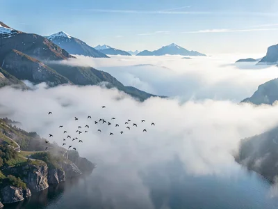 Birds rising above mist layer into clear