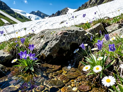 Alpine spring with flowering edge