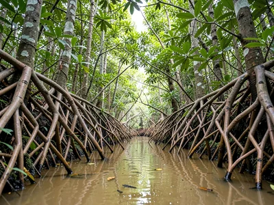 Estuary Channel Through Root Corridor
