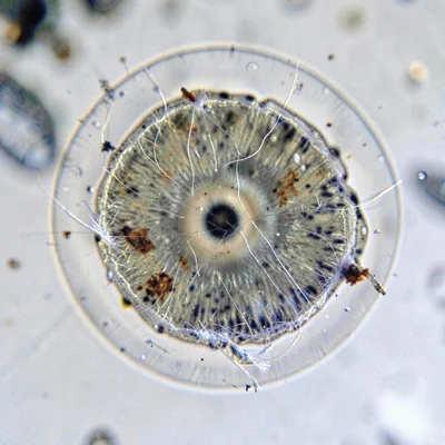 Mineral close-up of a tympan with packing showing through, fiber halo around old