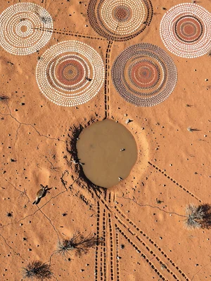 Wallaby tracks leading from water puddle across dry clay flat, top-down