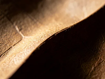 Wet-folded curve in thick elephant hide paper, smooth organic bend rather than s