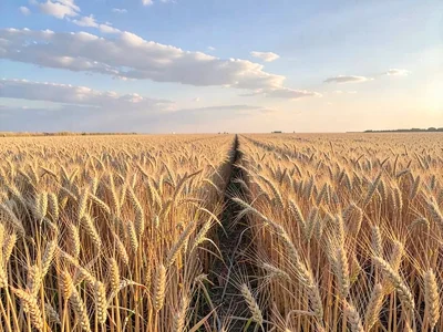 Field edge where wheat meets sky simply