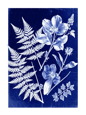 Fern botanical composition