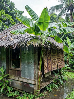 Open-air fale life in Samoa after rain, Impossibly green banana leaves dripping 