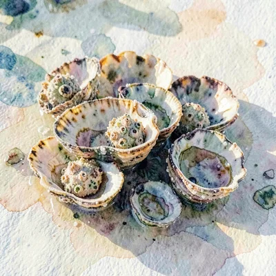 Macro of an oyster bed cluster in shallow water, mineral textures and barnacle c