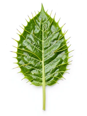 A single Venus flytrap leaf pressed flat against white, every trigger hair metic