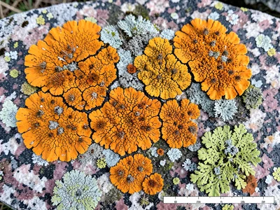 Map lichen colony on granite headstone, orange crustose patches creating contine