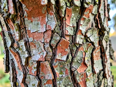 Cork oak thick textured