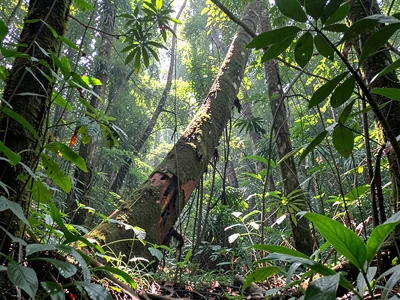 Fallen trunk still visible in gap's light