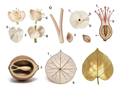 Flower Dissection Exploded Parts Diagram White