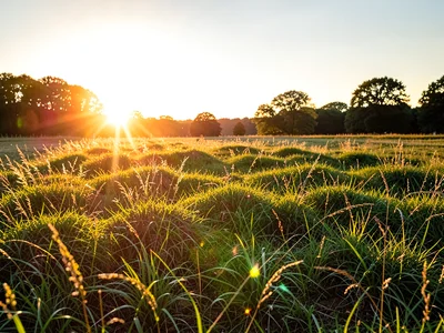 Grass meadow backlit at golden hour