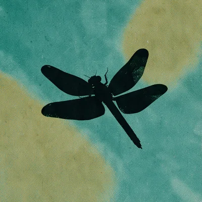 silhouette of a single bold dragonfly mid-flight filling the centre against a ha