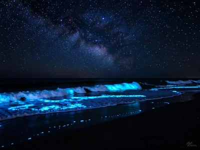 Bioluminescent plankton waves on dark beach, glowing blue surf, starry sky above