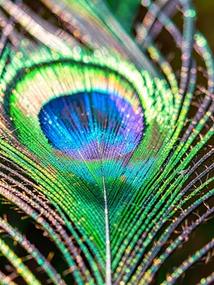 A peacock feather barbule at extreme magnification, interlocking hooks visible