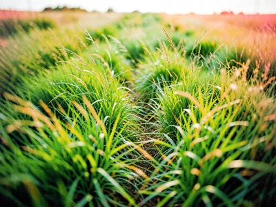 Meadow grass motion as color field