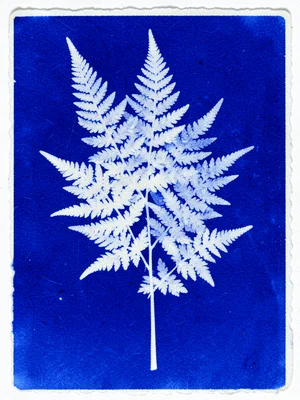 Cyanotype of fern fronds overlapping, multiple layers of translucent white on bl