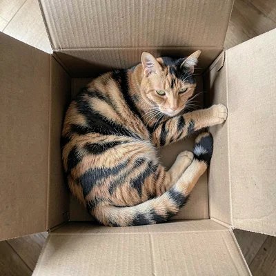 Cardboard Sovereign