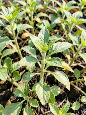 Plant solarized