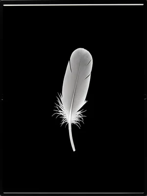 Single feather on scanner glass, backlit revealing barb structure and shaft, rac