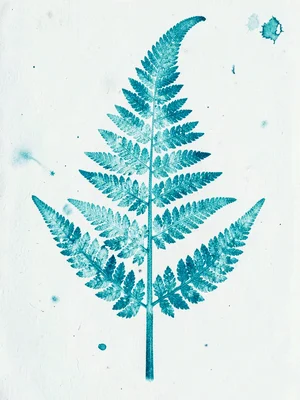 Fern frond cyanotype