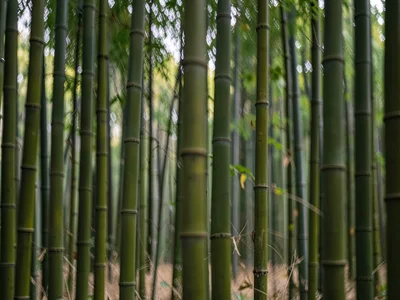 Bamboo blur creating vertical pattern