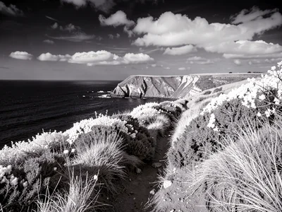 A coastal cliff path — scrubby heath luminous, dark sea beyond, pale headland cl