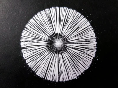 White spore print from parasol mushroom on black paper, radial lines of spore de