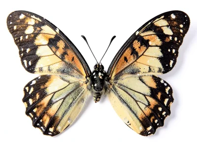 Butterfly wings spread