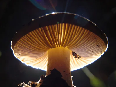 Mushroom gill detail backlit