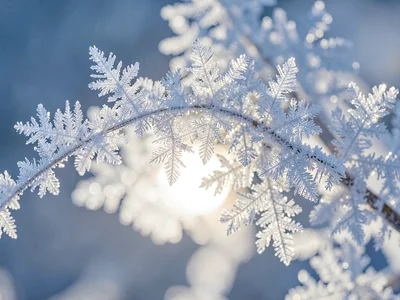 Light through hoarfrost creating glow