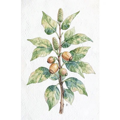 Vertical botanical of a hazelnut shrub with catkins and developing nuts