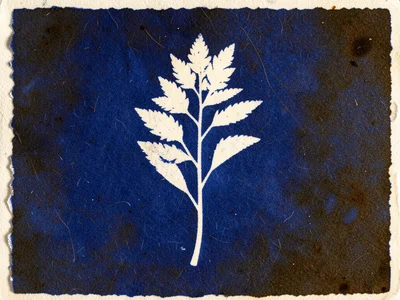Toned cyanotype in warm brown-black, tea-toned print where the blue has been che